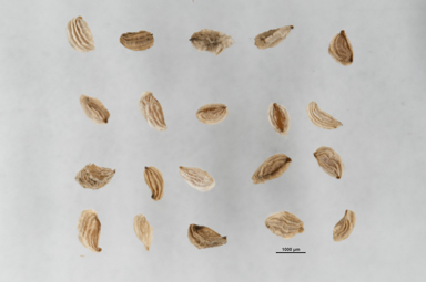 APII jpeg image of Euphrasia alsa  © contact APII