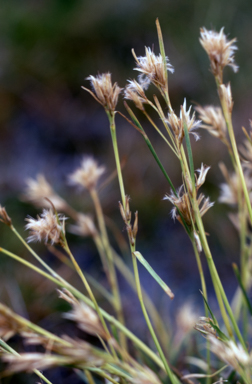 APII jpeg image of Carpha alpina  © contact APII