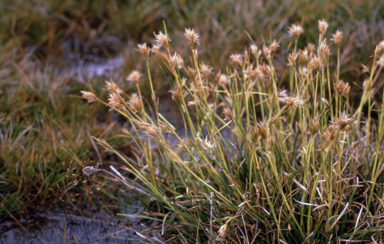 APII jpeg image of Carpha alpina  © contact APII