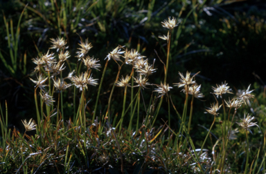 APII jpeg image of Carpha nivicola  © contact APII