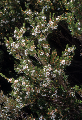 APII jpeg image of Baeckea utilis  © contact APII