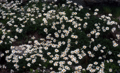 APII jpeg image of Brachyscome nivalis var. nivalis  © contact APII