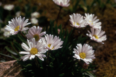 APII jpeg image of Brachyscome obovata  © contact APII