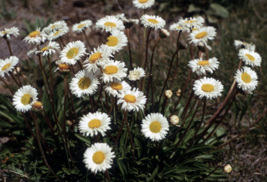 APII jpeg image of Brachyscome scapigera  © contact APII