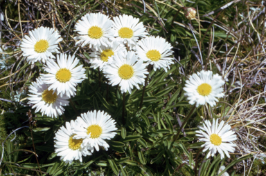 APII jpeg image of Brachyscome scapigera  © contact APII