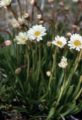 APII jpeg image of Brachyscome scapigera  © contact APII