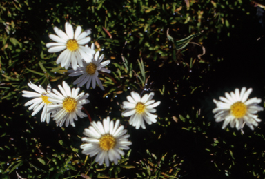 APII jpeg image of Brachyscome stolonifera  © contact APII