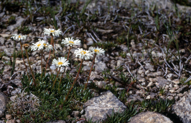 APII jpeg image of Brachyscome stolonifera  © contact APII
