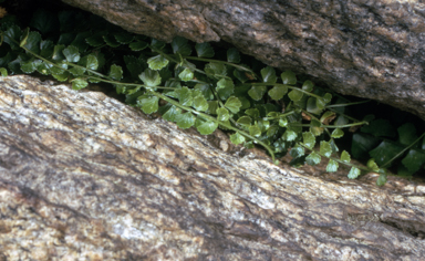 APII jpeg image of Asplenium flabellifolium  © contact APII