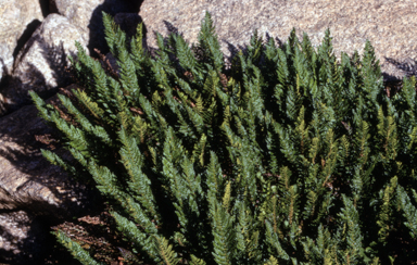 APII jpeg image of Polystichum proliferum  © contact APII