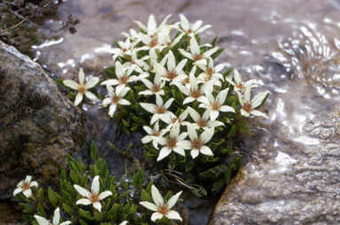 APII jpeg image of Psychrophila introloba  © contact APII