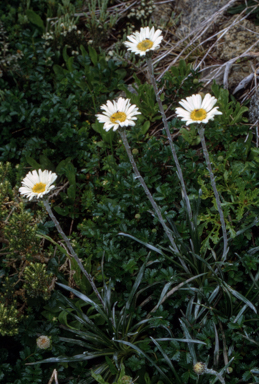 APII jpeg image of Celmisia longifolia  © contact APII