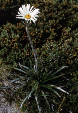 APII jpeg image of Celmisia longifolia  © contact APII