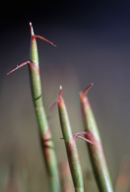 APII jpeg image of Empodisma minus  © contact APII