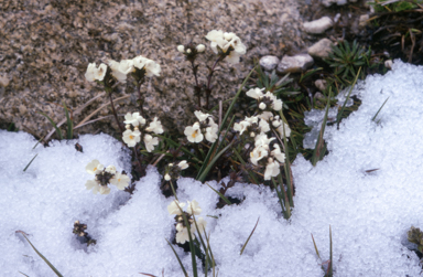 APII jpeg image of Euphrasia glacialis  © contact APII