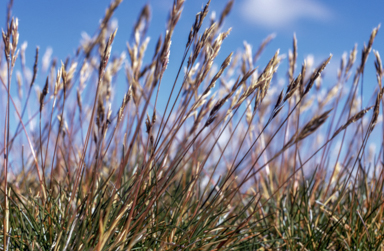 APII jpeg image of Rytidosperma nudiflorum  © contact APII