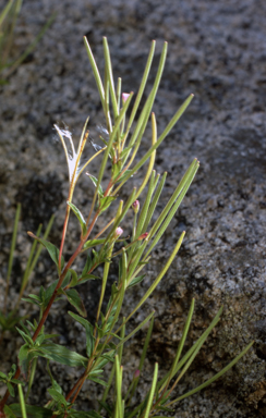 APII jpeg image of Epilobium sarmentaceum  © contact APII