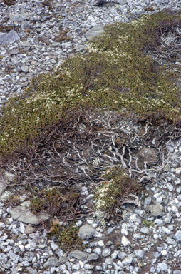 APII jpeg image of Epacris microphylla  © contact APII