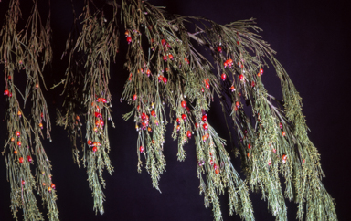 APII jpeg image of Exocarpos cupressiformis  © contact APII