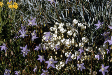APII jpeg image of Chionogentias muelleriana subsp. alpestris  © contact APII