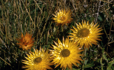 APII jpeg image of Xerochrysum subundulatum  © contact APII