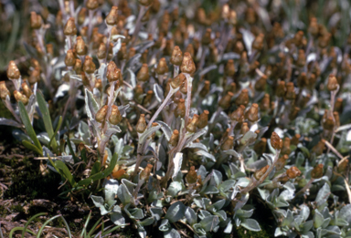 APII jpeg image of Argyrotegium mackayi  © contact APII