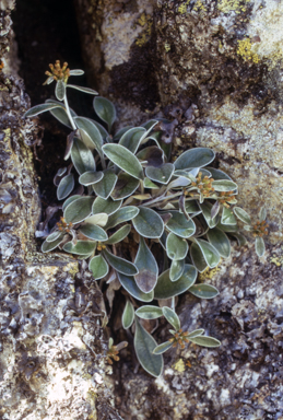 APII jpeg image of Gnaphalium umbricola  © contact APII