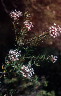 APII jpeg image of Grevillea buxifolia  © contact APII