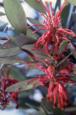 APII jpeg image of Grevillea victoriae subsp. nivalis  © contact APII