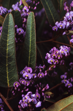 APII jpeg image of Hardenbergia violacea  © contact APII