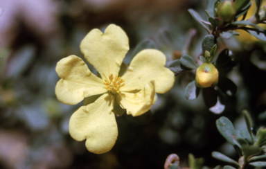 APII jpeg image of Hibbertia obtusifolia  © contact APII