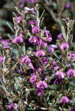 APII jpeg image of Hovea montana  © contact APII