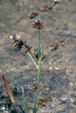 APII jpeg image of Juncus articulatus  © contact APII
