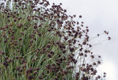 APII jpeg image of Juncus falcatus  © contact APII
