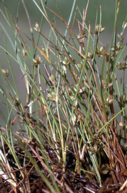 APII jpeg image of Juncus sandwithii  © contact APII