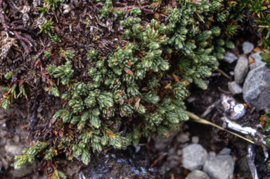 APII jpeg image of Kelleria dieffenbachii  © contact APII