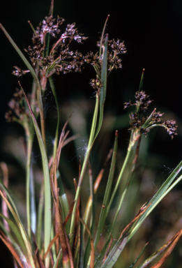 APII jpeg image of Luzula novae-cambriae  © contact APII