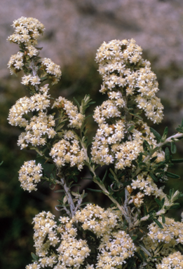 APII jpeg image of Ozothamnus secundiflorus  © contact APII