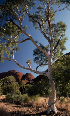 APII jpeg image of Eucalyptus camaldulensis  © contact APII