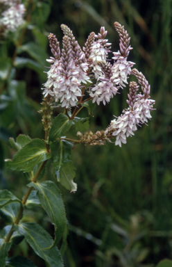 APII jpeg image of Veronica derwentiana  © contact APII