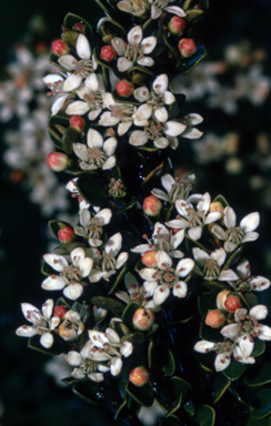 APII jpeg image of Nematolepis ovatifolia  © contact APII