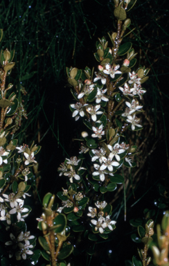 APII jpeg image of Nematolepis ovatifolia  © contact APII