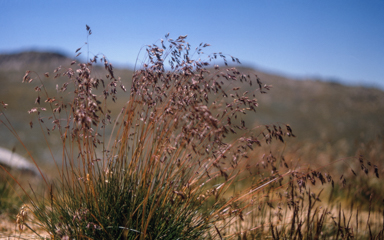 APII jpeg image of Poa costiniana  © contact APII
