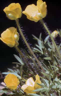 APII jpeg image of Ranunculus dissectifolius  © contact APII