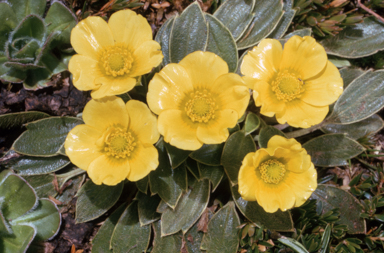 APII jpeg image of Ranunculus muelleri  © contact APII