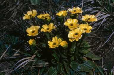APII jpeg image of Ranunculus muelleri  © contact APII