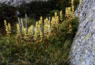 APII jpeg image of Richea continentis  © contact APII