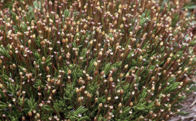 APII jpeg image of Scleranthus singulifloris  © contact APII