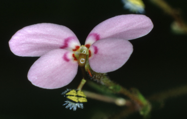 APII jpeg image of Stylidium graminifolium  © contact APII