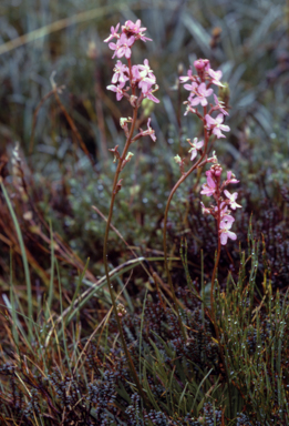 APII jpeg image of Stylidium graminifolium  © contact APII